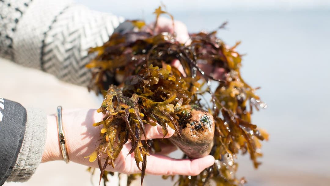 Alger och musslor – naturens eget reningsverk