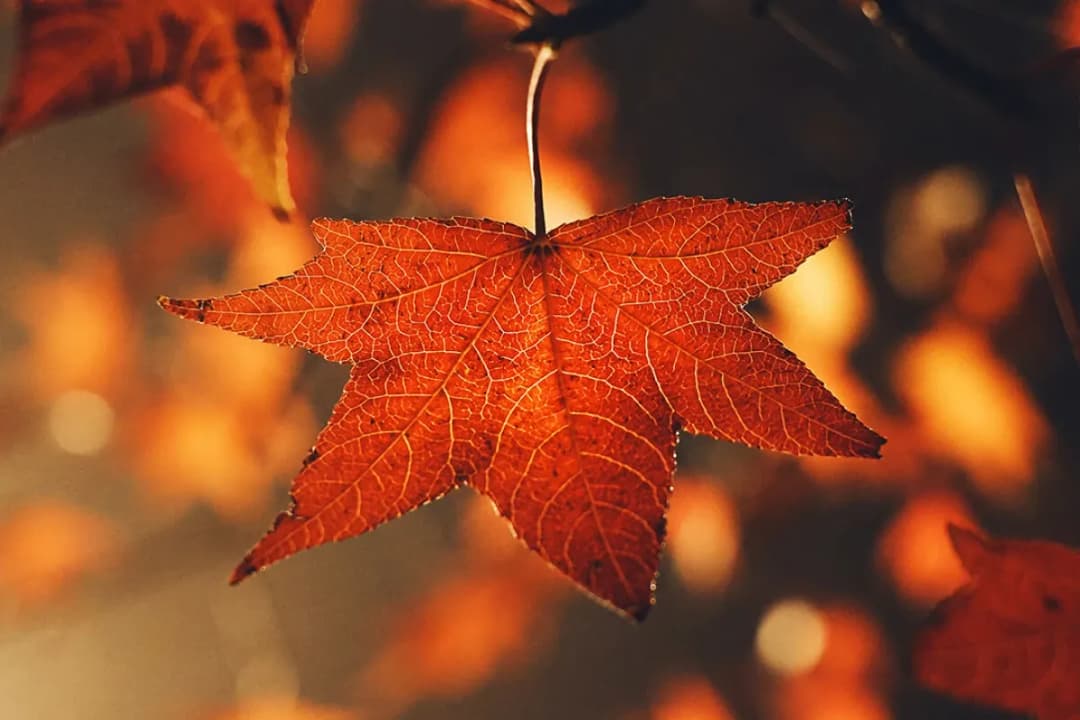 Familjen Kamprads stiftelse tio år